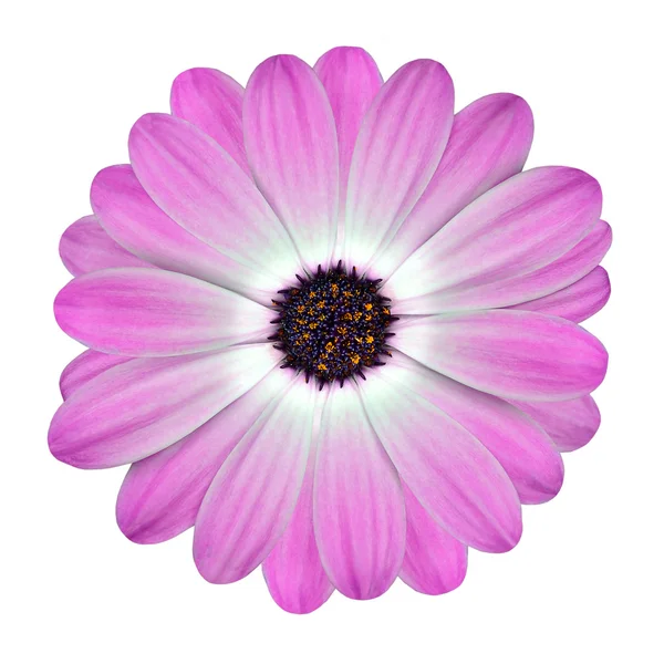 孤立的白色和粉红色 osteospermum 雏菊花 — 图库照片