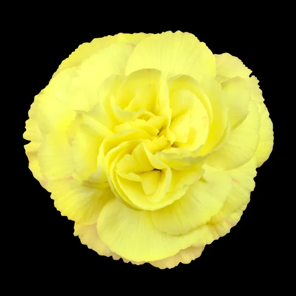 Pequena rosa amarela isolada no preto — Fotografia de Stock