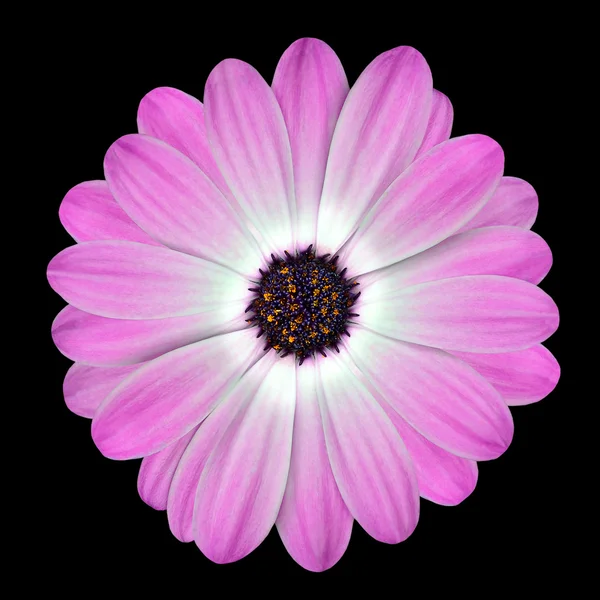 Pink Osteospermum Daisy or Cape Daisy Flower Isolated — Stock Photo, Image