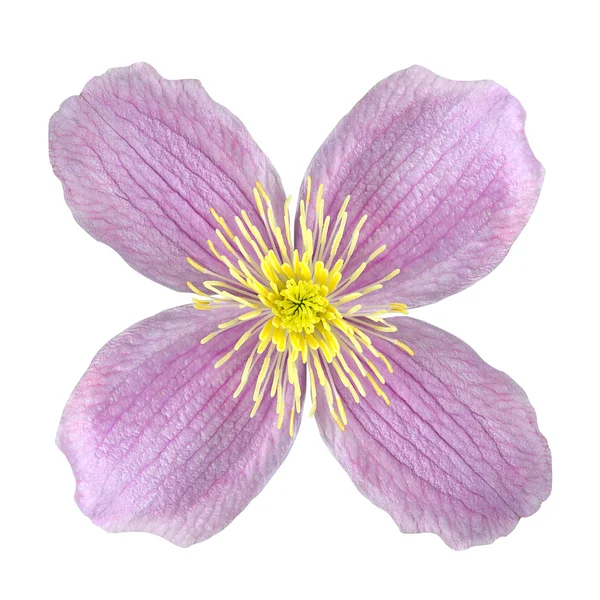 Clematis Fleur Rose Isolé sur Blanc — Photo