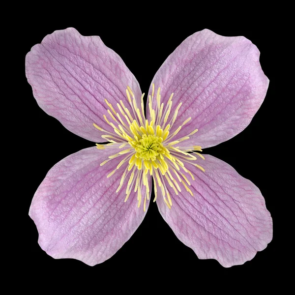 Clematis rosa Blüte mit gelbem Zentrum isoliert — Stockfoto