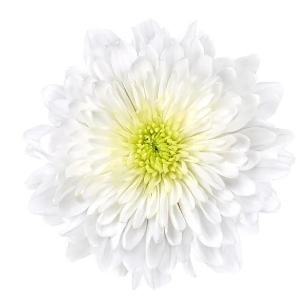 Biała Chryzantema Kwiat żółty centrum na białym tle — Zdjęcie stockowe