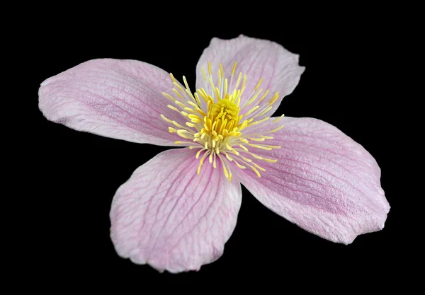 Macro Closeup on Clematis Pink Flower Isolated — Stock Photo, Image