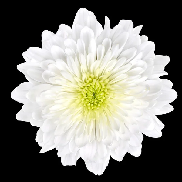 White Chrysanthemum Flower with Yellow Center Isolated — Stock Photo, Image