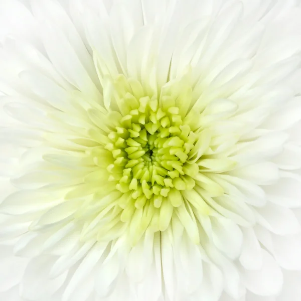 stock image White Chrysanthemum Flower Head Closeup Detail