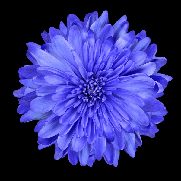 Diepblauwe chrysant bloem geïsoleerd over zwart — Stockfoto