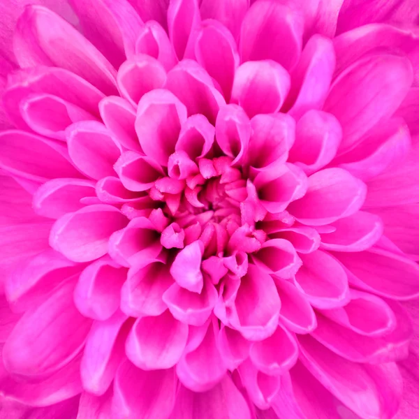 ピンク菊の花の背景 — ストック写真