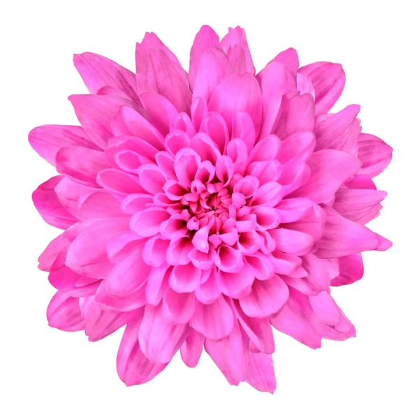 Flor de crisantemo rosa aislada en blanco —  Fotos de Stock