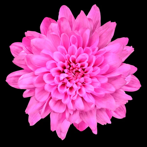 Рожева квітка хризантеми ізольована над чорним — стокове фото