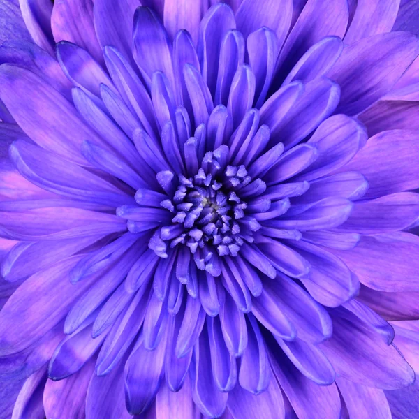 Blue Chrysanthemum Flower Head Closeup Detail — Stock Photo, Image