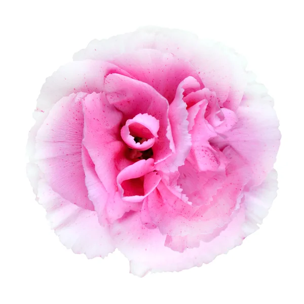 Różowy kwiat goździka izolowane na białym tle — Zdjęcie stockowe