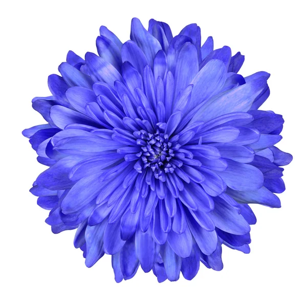 Stock image Deep Blue Chrysanthemum Flower Isolated