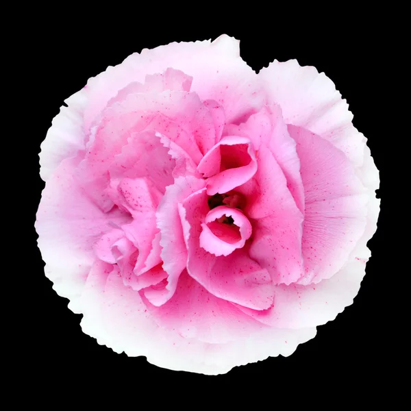 Różowy biały Goździk gilly kwiat na czarnym tle — Zdjęcie stockowe
