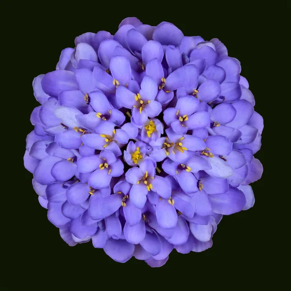 Blue Iberis Flower Head - Thymus Serpyll — Stock Photo, Image