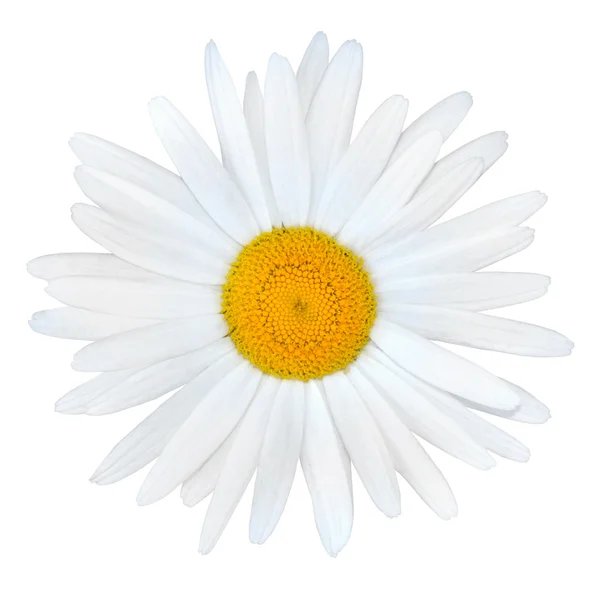 Margherita bianca con centro giallo isolato su bianco — Foto Stock