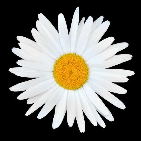 Weiße Kamille Gänseblümchen Blume mit gelbem Zentrum isoliert — Stockfoto