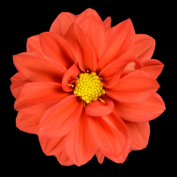 Orange Dahlienblüte mit gelbem Zentrum isoliert — Stockfoto