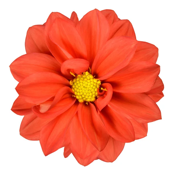 Orange Dahlia Flower Head Isolated on White — Stock Photo, Image