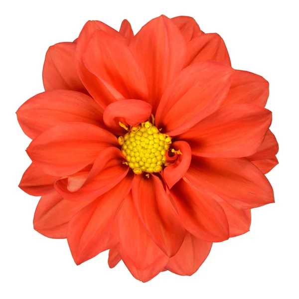 Tête de fleur de dahlia orange isolée sur blanc — Photo