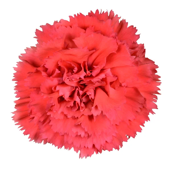 Rote Nelke rosa Blume isoliert — Stockfoto