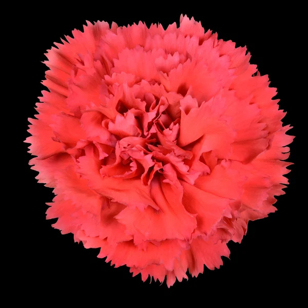 Ruby red carnation gilly flower geïsoleerd op zwart — Stockfoto