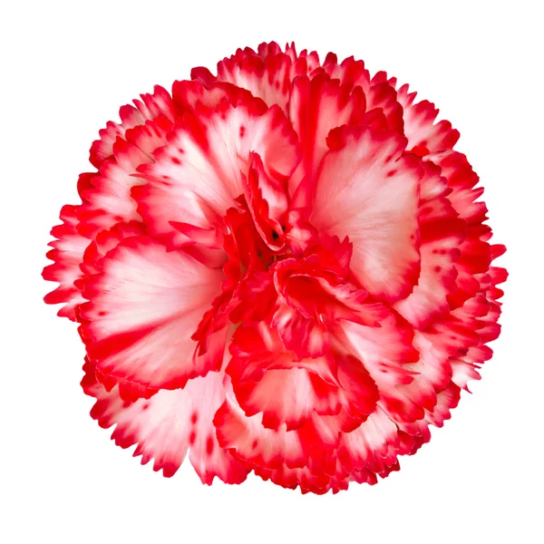 Cravo vermelho e branco Gilly flor isolada — Fotografia de Stock
