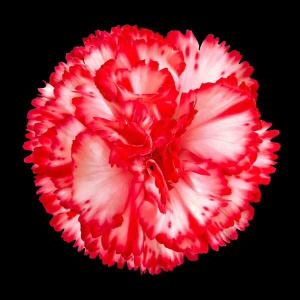 Flor de cravo vermelho e branco isolado — Fotografia de Stock