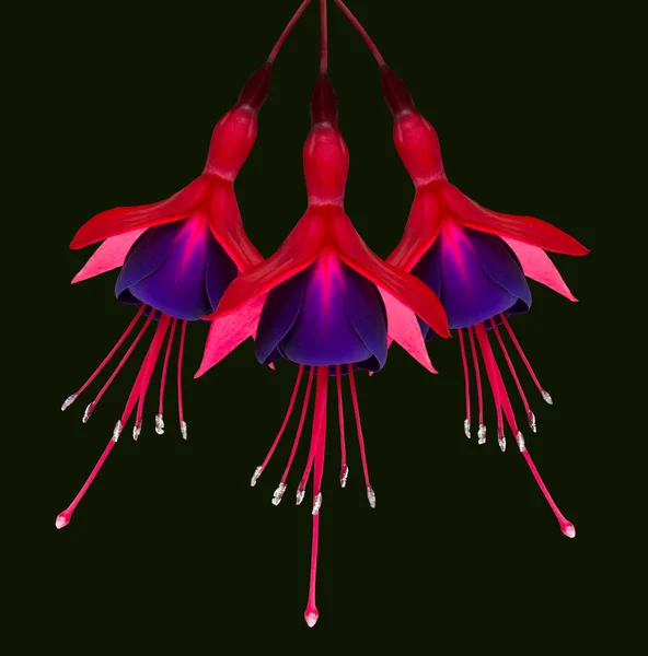 Tre fuchsia blommor isolerade på svart — Stockfoto