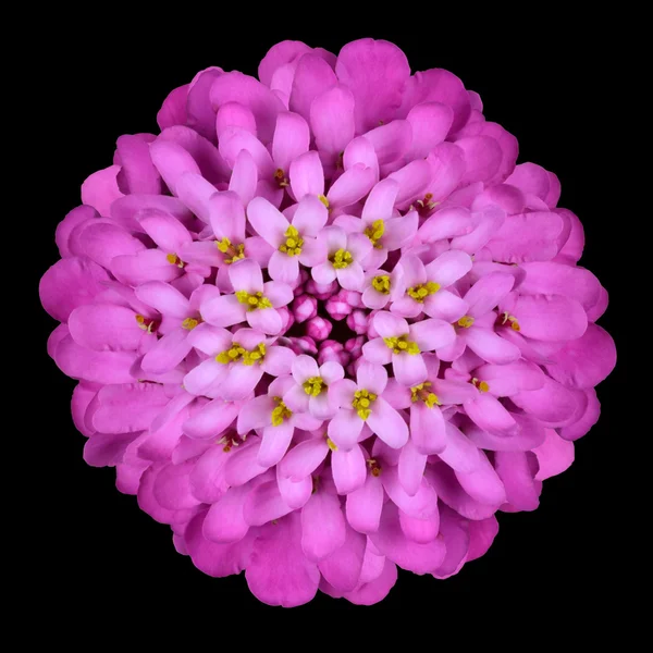 Cabeça de flor Iberis rosa isolado em preto — Fotografia de Stock