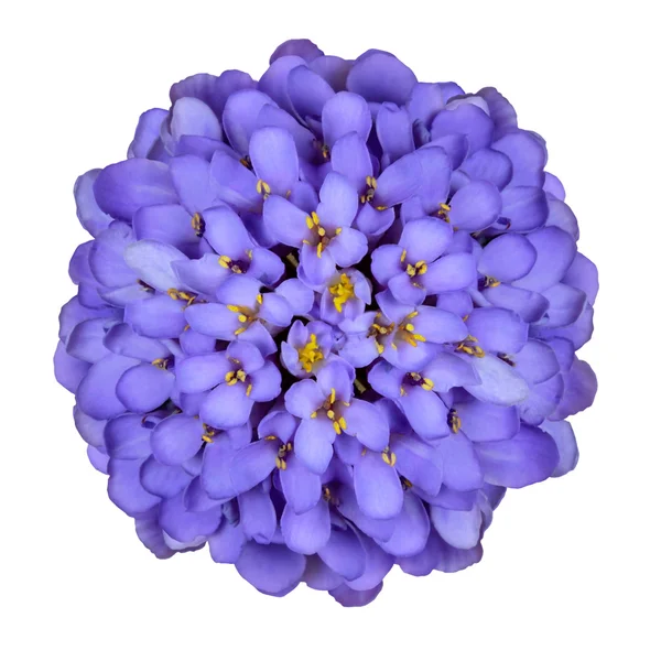 Deep Blue Iberis Flower Isolated on White — Stock Photo, Image