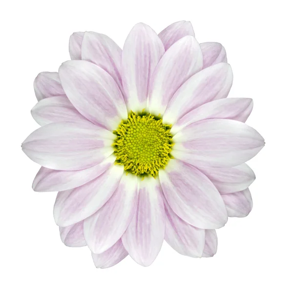 Jeden dalii różowy i biały kwiat na białym tle — Zdjęcie stockowe