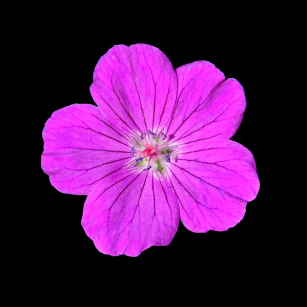 Fünf Blütenblätter lila Blume isoliert auf schwarzem Hintergrund — Stockfoto