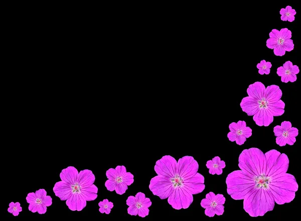 stock image Group of Purple Flowers Isolated on Black Background