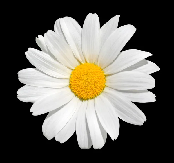 Osteospermum - biała Margerytka na białym tle na czarnym tle — Zdjęcie stockowe