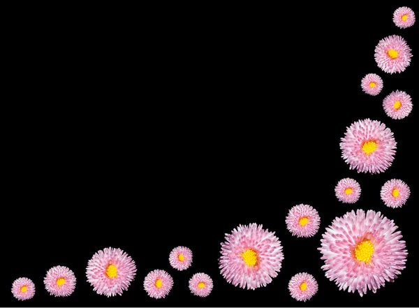 블랙에 고립 된 노란 센터를 가진 분홍색 꽃의 그룹 — 스톡 사진