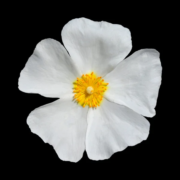 Роза Альба - Мбаппе Белая Роза Изолированная на Черном — стоковое фото