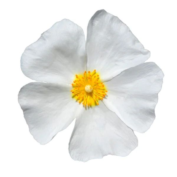 Роза Альба - Мбаппе Белая Роза Изолированная на белом — стоковое фото