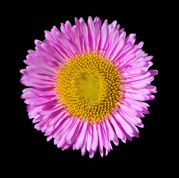 Lila englisches Gänseblümchen Blütenkopf isoliert auf schwarz — Stockfoto