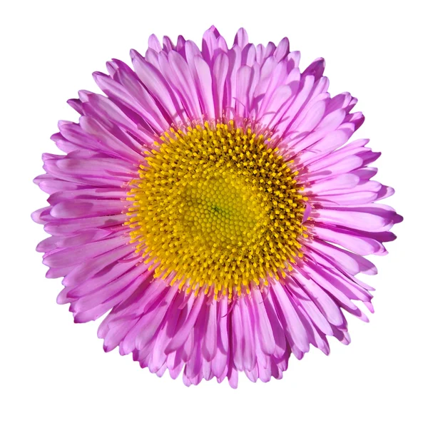 Púrpura Inglés Margarita cabeza de la flor aislada en blanco — Foto de Stock