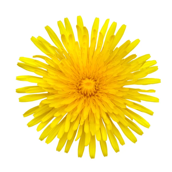Yellow Dandelion - Taraxacum officinale Isolated on White — Stock Photo, Image
