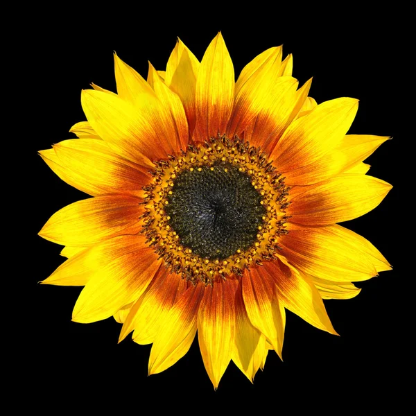 Verse gele zonnebloem bloemblaadjes close-up geïsoleerd op zwart — Stockfoto