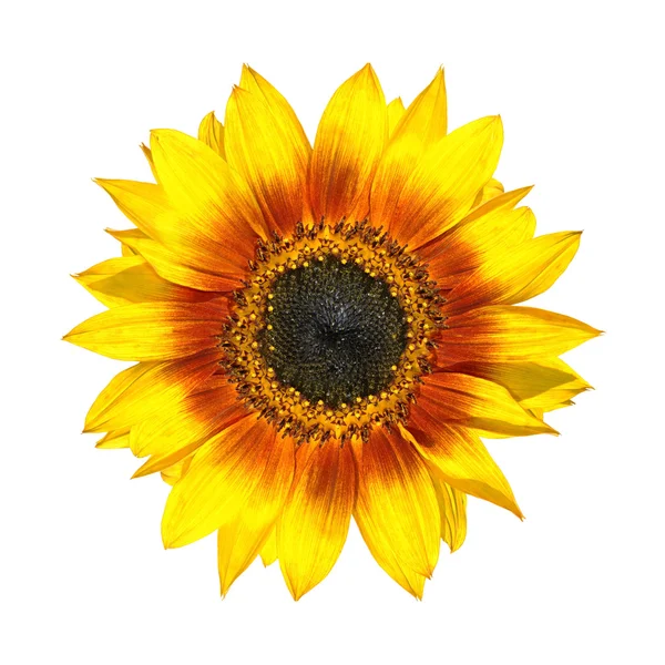 Beautiful Yellow Sunflower Petals Closeup Isolated on White — Stock Photo, Image