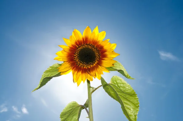 Beautiful Sunflower Flower against Bright Sunshine