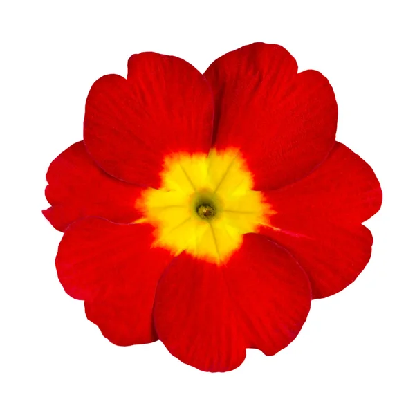 Λουλούδι κόκκινο και κίτρινο primrose απομονωθεί — Φωτογραφία Αρχείου