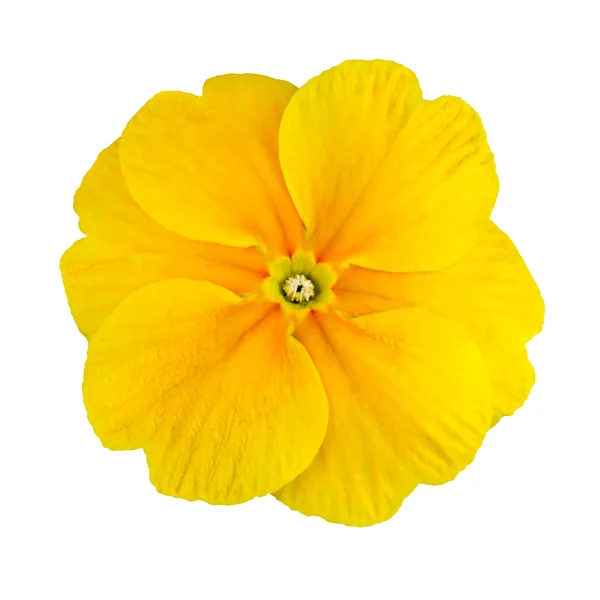 Färska gula primrose blomma isolerade — Stockfoto