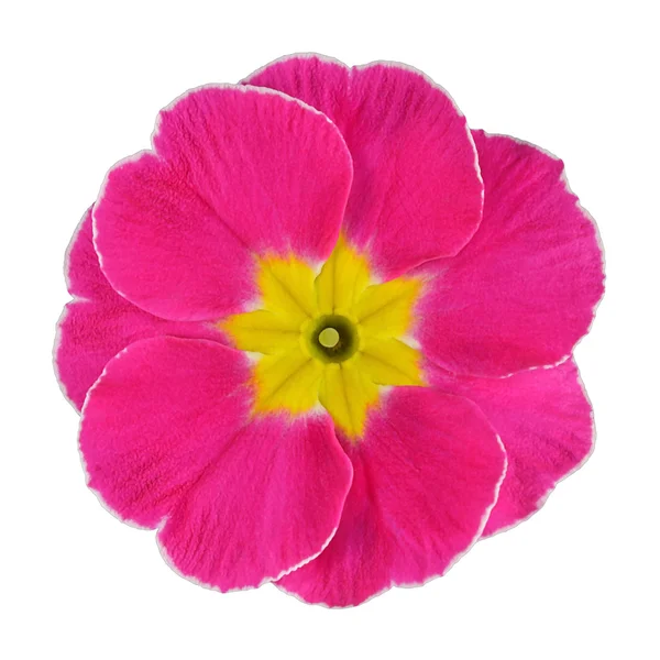 Pink and Yellow Primrose Flower Isolated — Stock Photo, Image