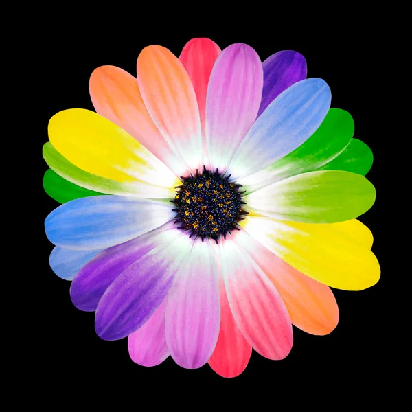 Pétales colorées sur fleur de marguerite isolées — Photo