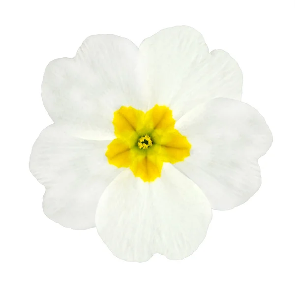 Witte en gele primrose bloem geïsoleerd — Stockfoto