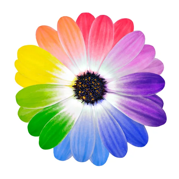 Colorful Petals on Daisy Flower Isolated — Stock Photo, Image