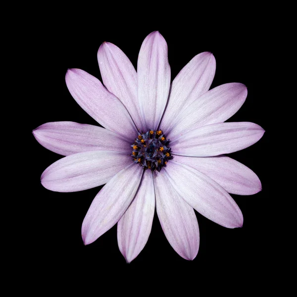 Osteospermum - 光紫のデイジーの花の頭 — ストック写真